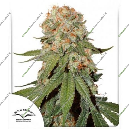 Orange Bud Regular Marijuana Strain by Dutch Passion For Sale Online at Cannabis Seeds Outlet