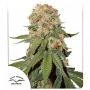 Orange Bud Regular Marijuana Strain by Dutch Passion For Sale Online at Cannabis Seeds Outlet