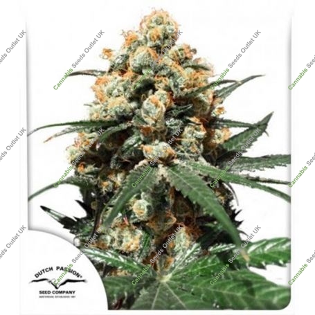Orange Hill Special Regular Marijuana Strain by Dutch Passion For Sale Online at Cannabis Seeds Outlet