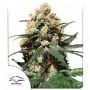 Orange Hill Special Regular Marijuana Strain by Dutch Passion For Sale Online at Cannabis Seeds Outlet