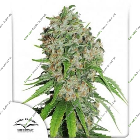 Outlaw Amnesia Feminized Marijuana Strain by Dutch Passion For Sale Online at Cannabis Seeds Outlet