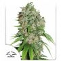 Outlaw Amnesia Feminized Marijuana Strain by Dutch Passion For Sale Online at Cannabis Seeds Outlet