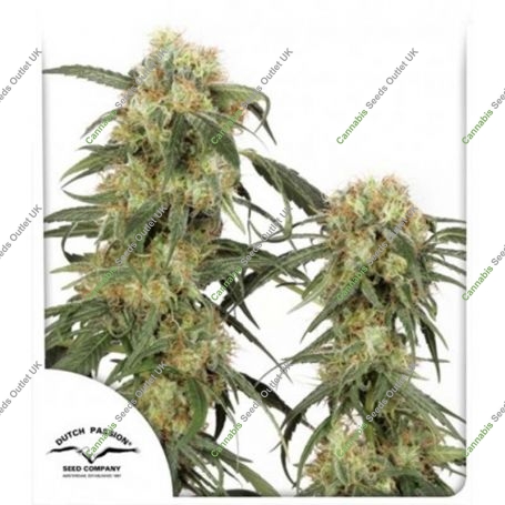 Pamir Gold Feminized Marijuana Strain by Dutch Passion For Sale Online at Cannabis Seeds Outlet
