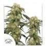 Pamir Gold Feminized Marijuana Strain by Dutch Passion For Sale Online at Cannabis Seeds Outlet