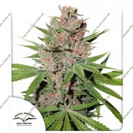 Passion Fruit Feminized Marijuana Strain by Dutch Passion For Sale Online at Cannabis Seeds Outlet