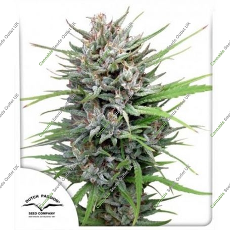 Passion No.1 Regular Marijuana Strain by Dutch Passion For Sale Online at Cannabis Seeds Outlet