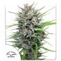 Passion No.1 Regular Marijuana Strain by Dutch Passion For Sale Online at Cannabis Seeds Outlet