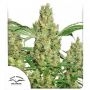 Power Plant Regular Marijuana Strain by Dutch Passion For Sale Online at Cannabis Seeds Outlet