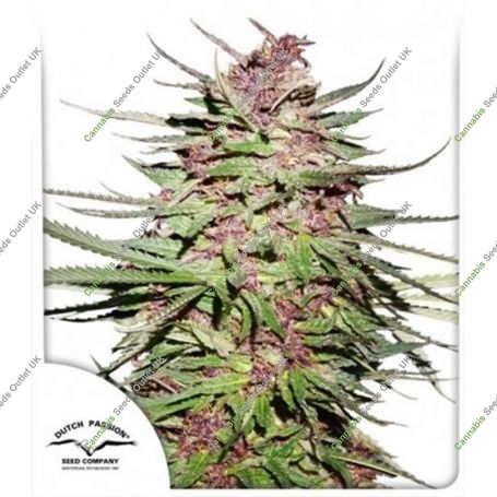 Purple No.1 Regular Marijuana Strain by Dutch Passion For Sale Online at Cannabis Seeds Outlet