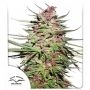 Purple No.1 Regular Marijuana Strain by Dutch Passion For Sale Online at Cannabis Seeds Outlet