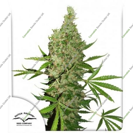 White Widow x Ultimate Regular Marijuana Strain by Dutch Passion For Sale Online at Cannabis Seeds Outlet