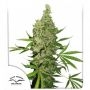 White Widow x Ultimate Regular Marijuana Strain by Dutch Passion For Sale Online at Cannabis Seeds Outlet