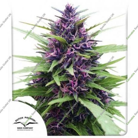 Shaman Regular Marijuana Strain by Dutch Passion For Sale Online at Cannabis Seeds Outlet