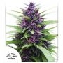 Shaman Regular Marijuana Strain by Dutch Passion For Sale Online at Cannabis Seeds Outlet
