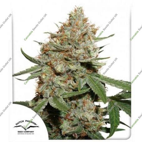 Skunk No.1 Regular Marijuana Strain by Dutch Passion For Sale Online at Cannabis Seeds Outlet