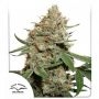 Skunk No.11 Feminized Marijuana Strain by Dutch Passion For Sale Online at Cannabis Seeds Outlet