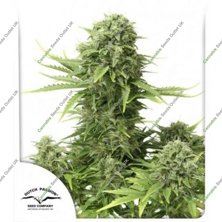 Star Ryder Auto Feminized Marijuana Strain by Dutch Passion For Sale Online at Cannabis Seeds Outlet