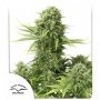 Star Ryder Auto Feminized Marijuana Strain by Dutch Passion For Sale Online at Cannabis Seeds Outlet