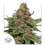 Strawberry Cough Female Dutch Passion Seeds