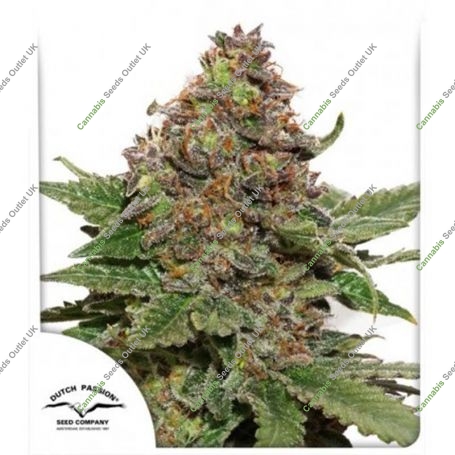 Strawberry Cough Feminized Marijuana Strain by Dutch Passion For Sale Online at Cannabis Seeds Outlet