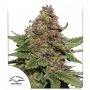 Strawberry Cough Feminized Marijuana Strain by Dutch Passion For Sale Online at Cannabis Seeds Outlet