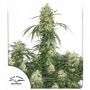 The Ultimate Feminized Marijuana Strain by Dutch Passion For Sale Online at Cannabis Seeds Outlet