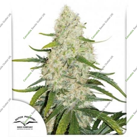 Think Big Auto Feminized Marijuana Strain by Dutch Passion For Sale Online at Cannabis Seeds Outlet