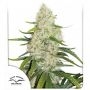 Think Big Auto Feminized Marijuana Strain by Dutch Passion For Sale Online at Cannabis Seeds Outlet