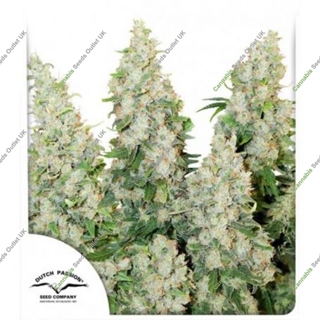 Think Different Auto Feminized Marijuana Strain by Dutch Passion For Sale Online at Cannabis Seeds Outlet