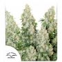 Think Different Auto Feminized Marijuana Strain by Dutch Passion For Sale Online at Cannabis Seeds Outlet