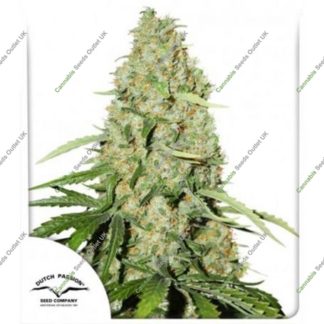 Think Fast Feminized Marijuana Strain by Dutch Passion For Sale Online at Cannabis Seeds Outlet