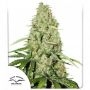 Think Fast Feminized Marijuana Strain by Dutch Passion For Sale Online at Cannabis Seeds Outlet