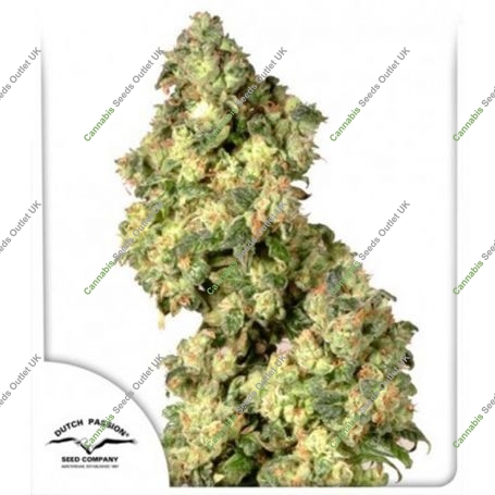 Ultra Skunk Feminized Marijuana Strain by Dutch Passion For Sale Online at Cannabis Seeds Outlet