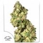 Ultra Skunk Feminized Marijuana Strain by Dutch Passion For Sale Online at Cannabis Seeds Outlet