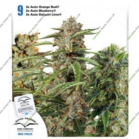 USA Autoflower Mix Feminized Marijuana Strain by Dutch Passion For Sale Online at Cannabis Seeds Outlet