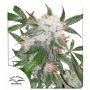 White Widow Regular Marijuana Strain by Dutch Passion For Sale Online at Cannabis Seeds Outlet