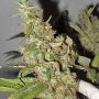 Afghan Cow Female Dr Krippling Cannabis Seeds