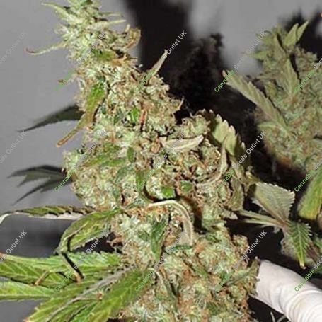 Afghan Cow Feminized Marijuana Strain by Dr Krippling For Sale Online at Cannabis Seeds Outlet