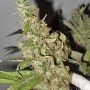 Afghan Cow Feminized Marijuana Strain by Dr Krippling For Sale Online at Cannabis Seeds Outlet
