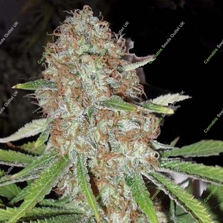 Blue Kripple Feminized Marijuana Strain by Dr Krippling For Sale Online at Cannabis Seeds Outlet
