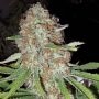 Blue Kripple Feminized Marijuana Strain by Dr Krippling For Sale Online at Cannabis Seeds Outlet