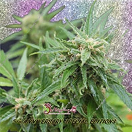 Blue Tease Auto Feminized Marijuana Strain by Dr Krippling For Sale Online at Cannabis Seeds Outlet