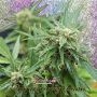 Blue Tease Auto Feminized Marijuana Strain by Dr Krippling For Sale Online at Cannabis Seeds Outlet