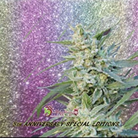 Blueberry Pot Tart Feminized Marijuana Strain by Dr Krippling For Sale Online at Cannabis Seeds Outlet