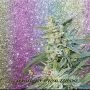 Blueberry Pot Tart Feminized Marijuana Strain by Dr Krippling For Sale Online at Cannabis Seeds Outlet