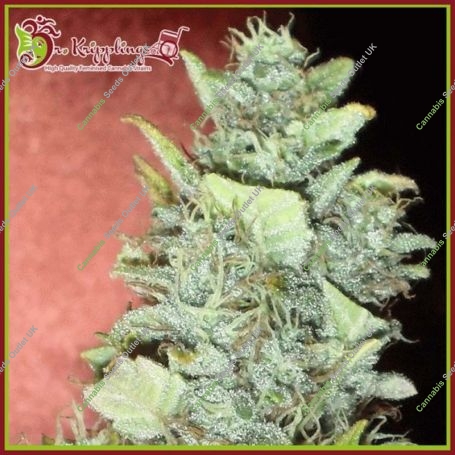 Bubba Gum Auto Feminized Marijuana Strain by Dr Krippling For Sale Online at Cannabis Seeds Outlet