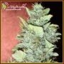 Bubba Gum Auto Feminized Marijuana Strain by Dr Krippling For Sale Online at Cannabis Seeds Outlet