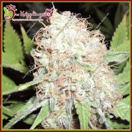 Bud Bud Bling Tingz Feminized Marijuana Strain by Dr Krippling For Sale Online at Cannabis Seeds Outlet