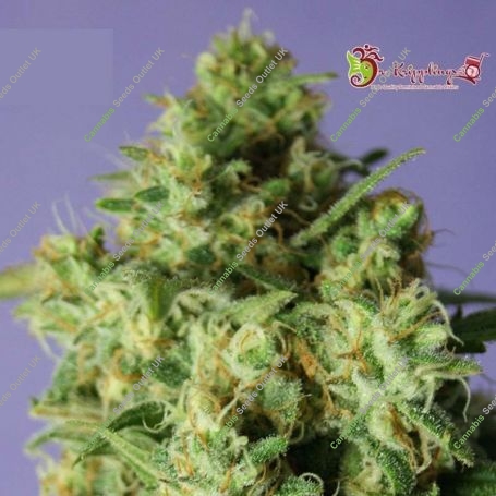 Bulk Smash Auto Feminized Marijuana Strain by Dr Krippling For Sale Online at Cannabis Seeds Outlet