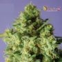 Bulk Smash Auto Feminized Marijuana Strain by Dr Krippling For Sale Online at Cannabis Seeds Outlet
